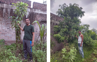 Tree Plantation Before