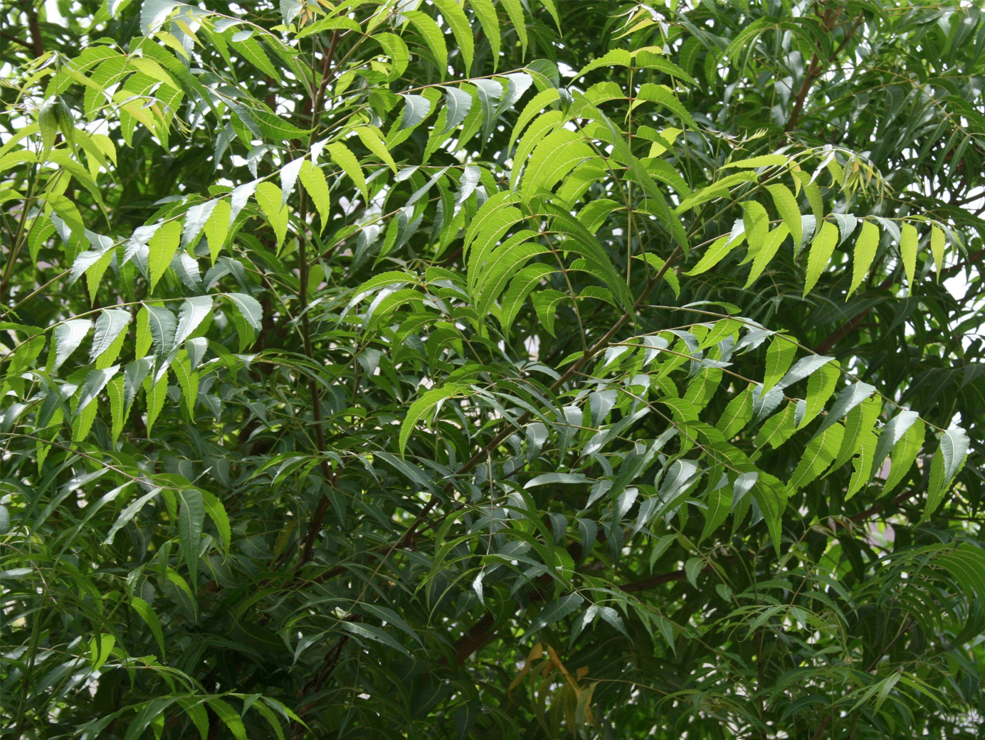 Neem Tree