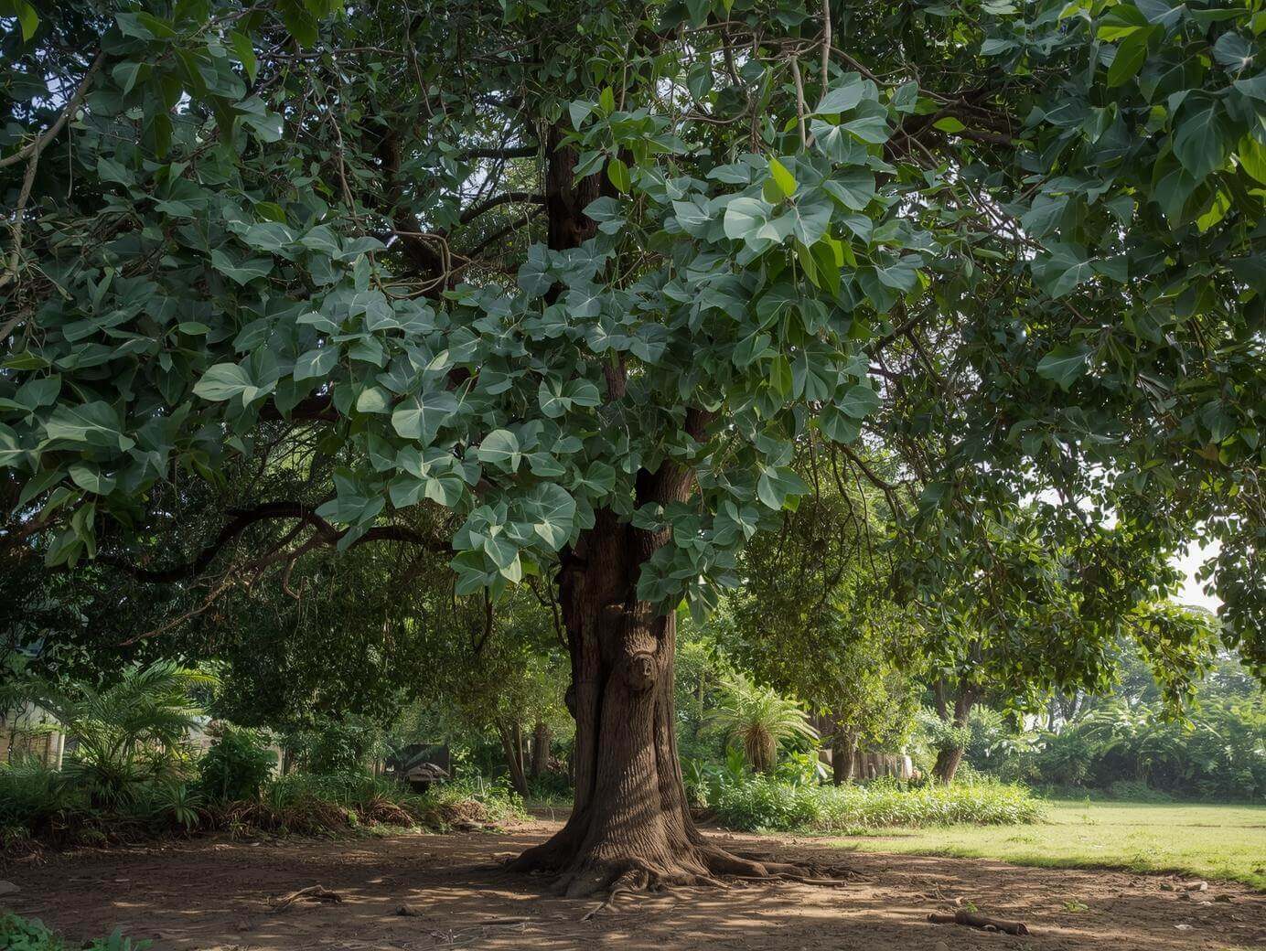 Peepal Tree